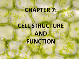 CHAPTER 7: CELL STRUCTURE AND FUNCTION