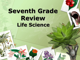 Seventh Grade Review - PAMS-Doyle