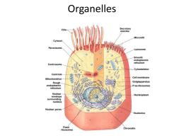 Organelles - kambryabiology