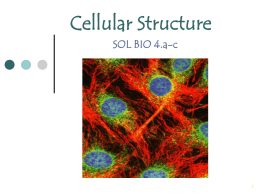 Cell Structure and Function PPT