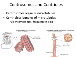 Centrosomes and Centrioles