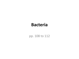 Bacteria - robertschem