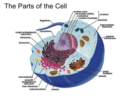 Cell Structure Powerpoint