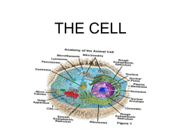 THE CELL - TeacherWeb