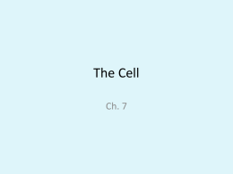 The Cell cp 13