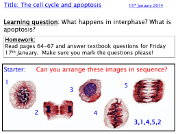 4. The Cell Cycle and Apoptosis