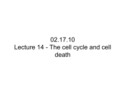 Lecture 14: Cell cycle and cell death