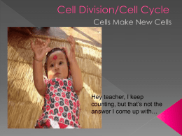 Cell Division/Cell Cycle