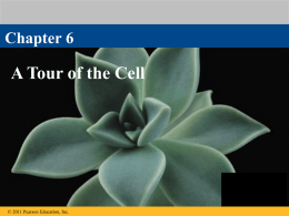 Lecture 4 - A tour through the cell