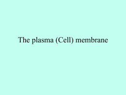 The plasma membrane