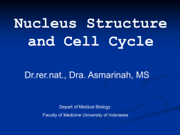 Nucleus Structure and Cell Cycle