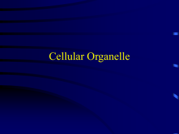 Cellular Organelle