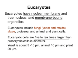 lecture notes-microbiology-3-Eucaryotes