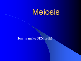 Meisosis ppt