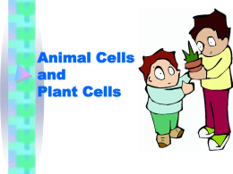 Animal Cells - WordPress.com
