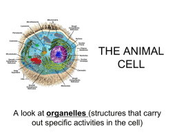 The Cell - delongscience