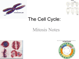 The Cell Cycle: