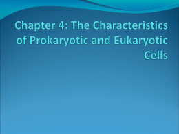 Chapter 4: The Characteristics of Prokaryotic and
