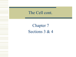 The Cell cont.