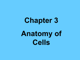 Chapter3 - sshsanatomy