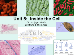 Cells - Mrs. GM Biology 200