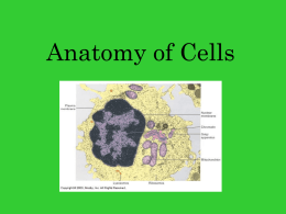Anatomy of Cells
