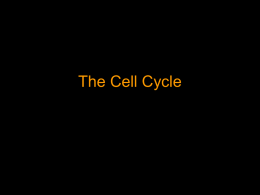Cell Cycle & Cancer