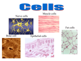 Cell Notes