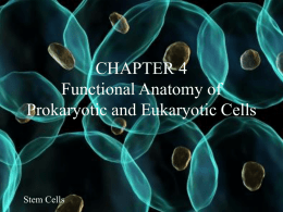 CHAPTER 4 Functional Anatomy of Prokaryotic and