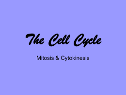 Mitosis & Cytokinesis Notes