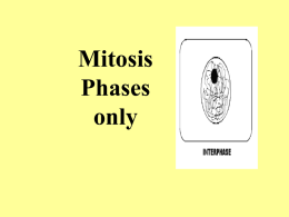 Mitosis Phases only