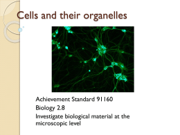 Cells and their organelles powerpoint