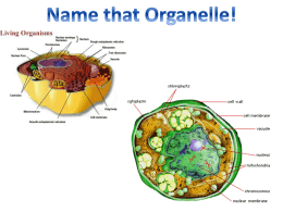 Name that Organelle Review PPT