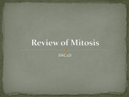 Review of Mitosis and Other Things
