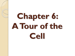 A Tour of the Cell - Avon Community School Corporation
