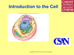 the cell - Learning Central