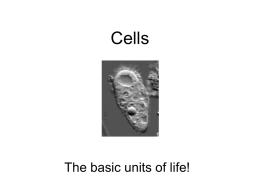 The Cell - Google Sites