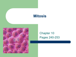 Mitosis - ustarbiology