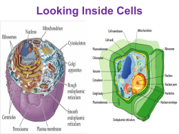 Inside Cells Notes