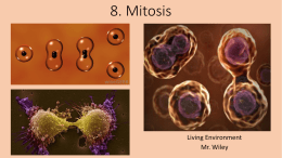 8. Mitosis Meiosisx