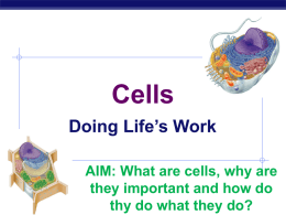Regents Biology CELLS