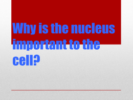 Why is the nucleus important to the cell?