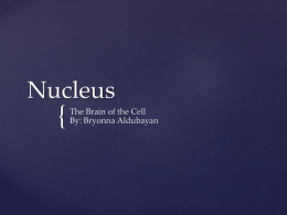 Nucleus 1