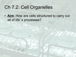 Aim: How are cells structured to carry out all of life`s processes?