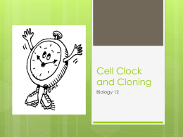 Cell Clock, Cloning and Cancer