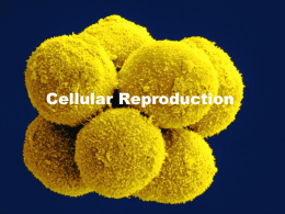 cellular_reproductionx