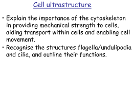 Explain the importance of the cytoskeleton in providing mechanical