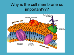 Cell Membrane and Transport PowerPoint