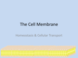 Cell Transport 1