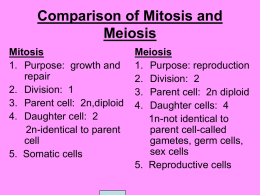 Comparison of Mitosis and Meiosis